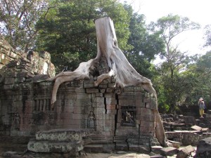 silk tree growing into the temple