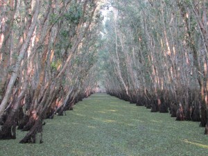 bird sanctuary (Mekong)