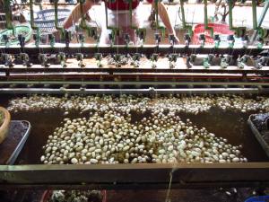 Silk factory