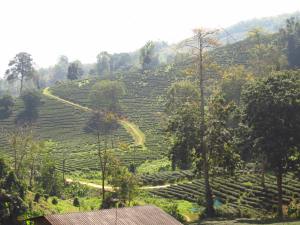 Tea plantation in Chiang Rai