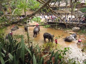 Elephant farm in Chiang Mai