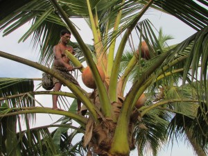 Getting fresh toddy (plam liquor)  from a tree in Alleppey
