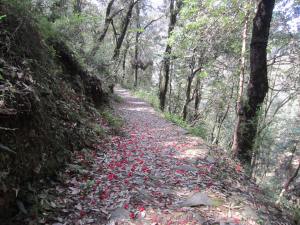 Nature hike in Shimla