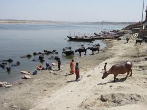 Cow bathing in the Ganges