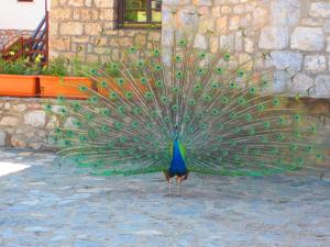 Peacock at the Sveti Naum Monastery